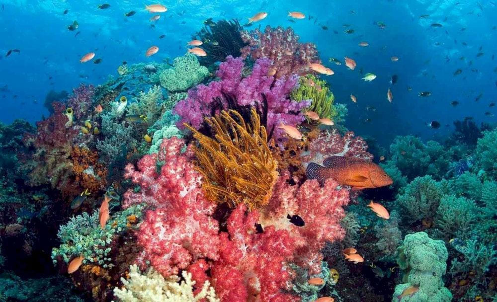 Vibrant waters make Phu Quoc a premier destination for underwater walking (Source: phuquoctrip.com)